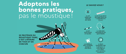 Moustique tigre : agissons dès maintenant pour passer un été plus tranquille