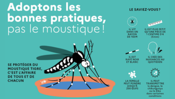 Moustique tigre : agissons dès maintenant pour passer un été plus tranquille